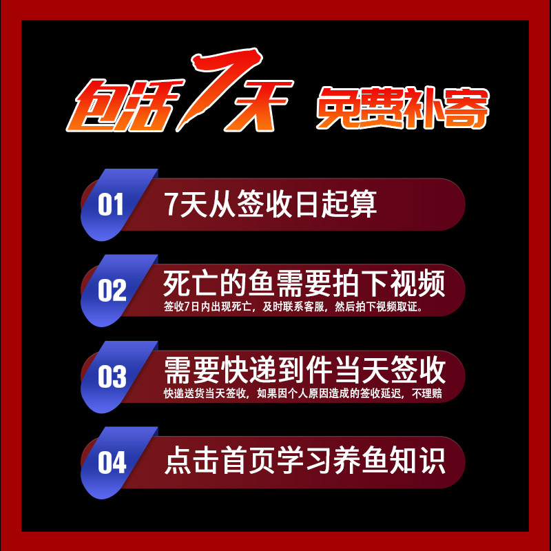 台湾精品纯种热带鱼大c缎带褶扇巴西红扇种鱼孔雀鱼观赏鱼 - 图2