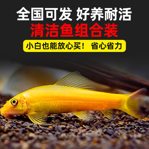 热带清洁鱼金苔鼠老鼠鱼活体活观赏鱼工具鱼除藻垃圾清鱼缸清道夫-图1