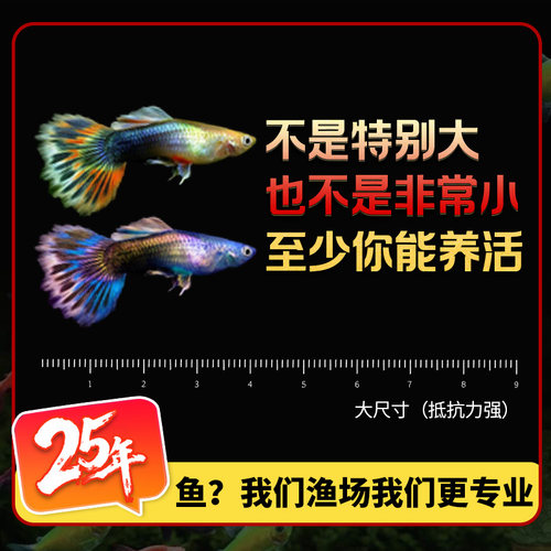 精品孔雀鱼合集蓝白天空蓝孔雀鱼活体活鱼热带鱼高端孔雀鱼观赏鱼 - 图1