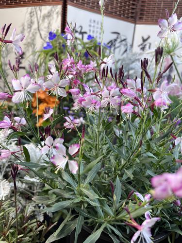 矮生千鸟花山桃草盆栽室外耐寒耐热多季开花植物庭院多年生花卉 - 图1