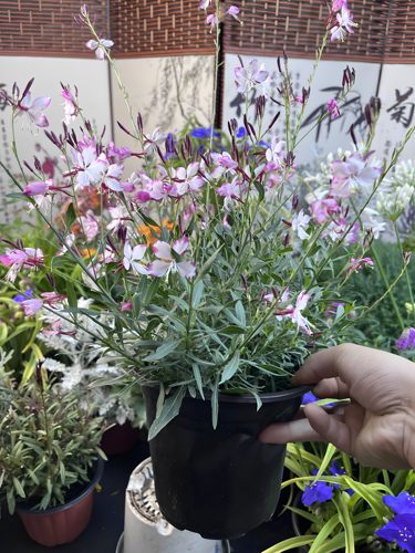 矮生千鸟花山桃草盆栽室外耐寒耐热多季开花植物庭院多年生花卉 - 图0