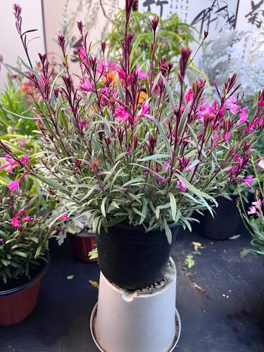 矮生千鸟花山桃草盆栽室外耐寒耐热多季开花植物庭院多年生花卉 - 图2