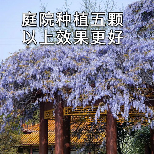庭院紫藤树苗别墅花卉紫藤花老桩爬藤植物风景树门前大树开花盆栽 - 图3