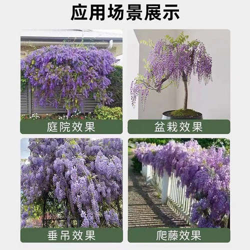 庭院紫藤树苗别墅花卉紫藤花老桩爬藤植物风景树门前大树开花盆栽 - 图1