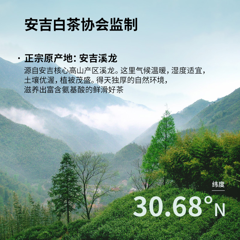 2024新茶上市卢正浩安吉原产白茶明前精品茶叶绿茶春茶100g自饮-图3