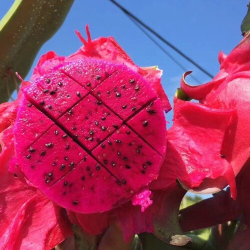 福建新鲜水果红心火龙果金都一号超甜整箱当季现摘水果5斤包邮10 - 图0