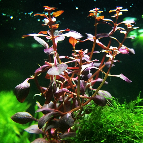 [水族乡]玫瑰丁香超红紫丁香鱼缸观赏水草造景紫红丁香鱼缸中后景-图3