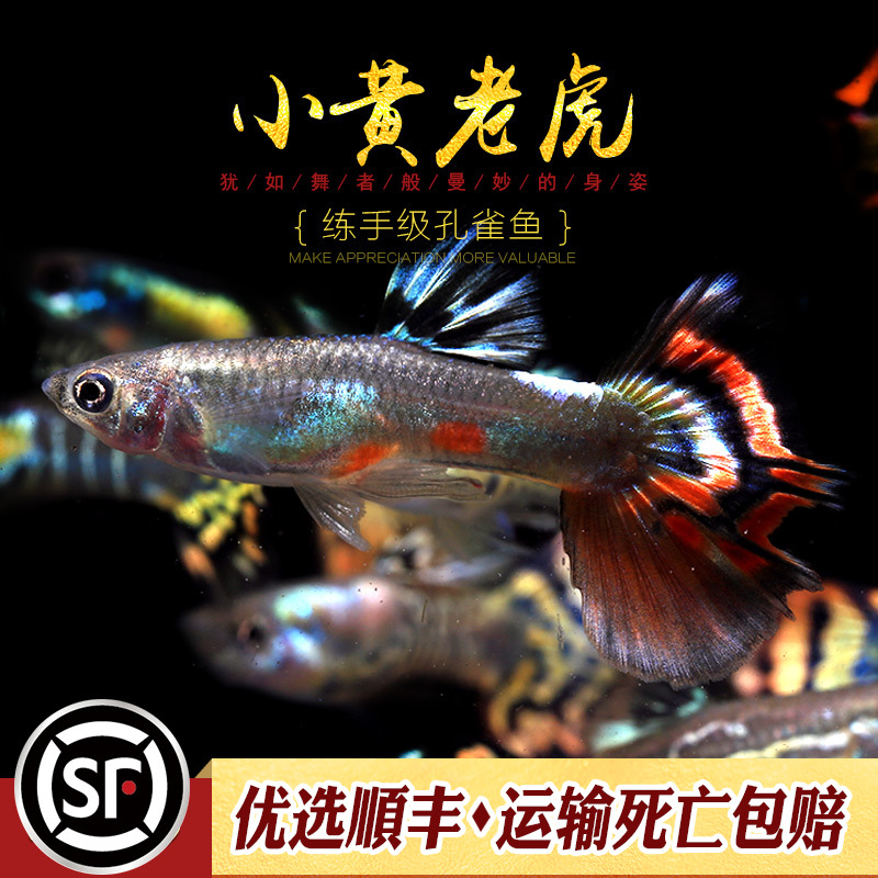 [水族乡]小黄老虎练手入门级孔雀鱼草缸小型胎生鱼金黄老虎活体-图1