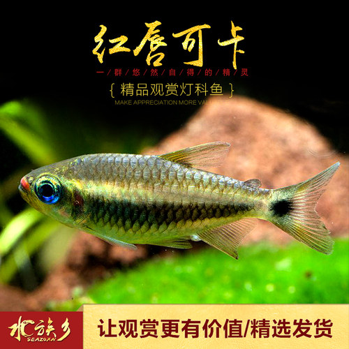 红唇可卡灯科鱼热带观赏小型群游南美高端稀有黄金红月可卡灯活体 - 图3
