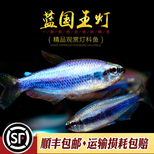 蓝国王灯热带灯科鱼水草缸群游帝王灯蓝帝提灯国王皇后灯鱼活体鱼 - 图1