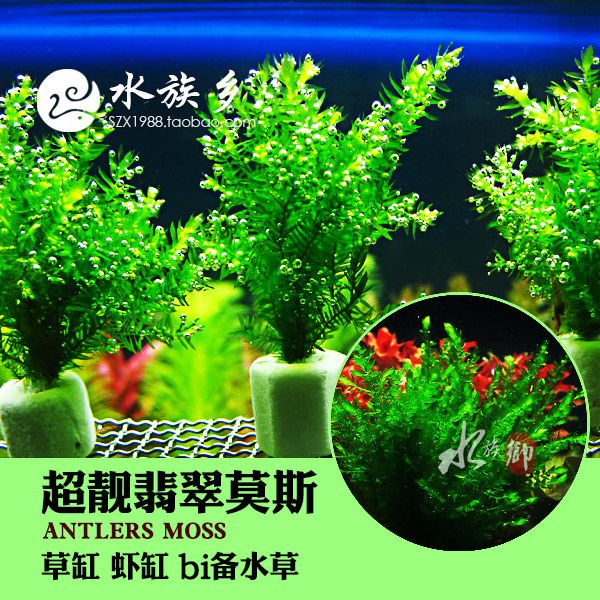 [水族乡]翡翠莫斯造景水草中前景虾缸草缸造景水下莫丝moss超靓-图0