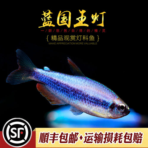 蓝国王灯热带灯科鱼水草缸群游帝王灯蓝帝提灯国王皇后灯鱼活体鱼 - 图2