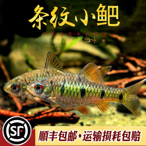 条纹小巴二须小鲃鱼七星鲫原生淡水观赏鱼原生小鲅小巴耐寒活体鱼 - 图2