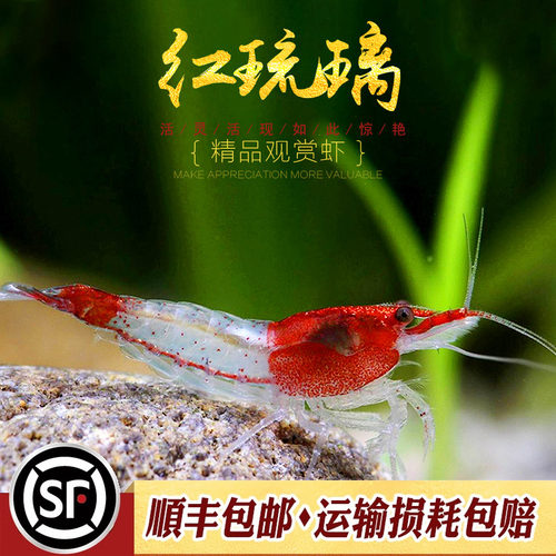 红琉璃虾水草鱼缸水族箱除藻宠物活体热带淡水观赏工具小型米虾 - 图1