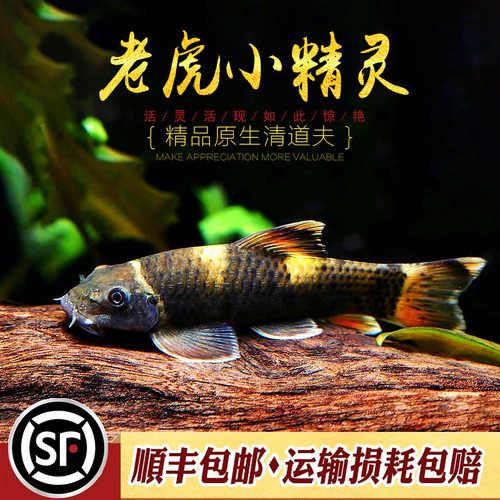 老虎小精灵鱼熊猫青苔鼠耐寒淡水进口原生除藻除青苔工具鱼活体鱼 - 图1