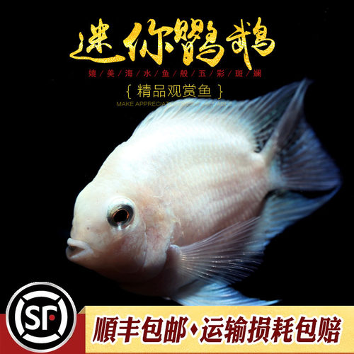 迷你鹦鹉鱼台湾小型短鲷英武白金波子蓝色观赏鱼活体热带鱼好繁殖 - 图2