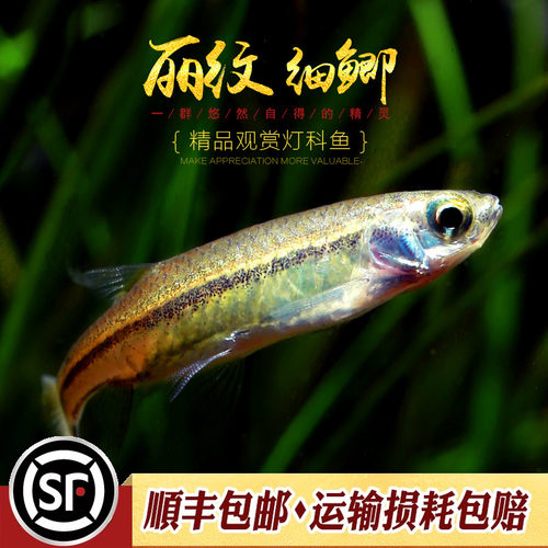 金线丽纹细鲫林氏细鲫鱼原生小型冷水鱼观赏灯鱼水草缸上层鱼活体 - 图1