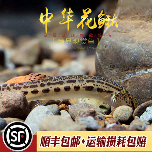 中华花鳅小型冷水泥鳅淡水观赏鱼翻砂神奇招财风水鱼花斑泥鳅活体 - 图1