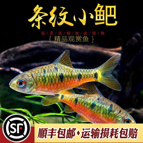 条纹小巴二须小鲃鱼七星鲫原生淡水观赏鱼原生小鲅小巴耐寒活体鱼 - 图1