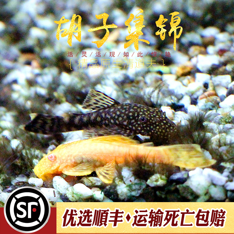 胡子鱼集锦热带观赏鱼小型清道夫 24K红眼蓝眼异型鱼除藻青苔活体 - 图1