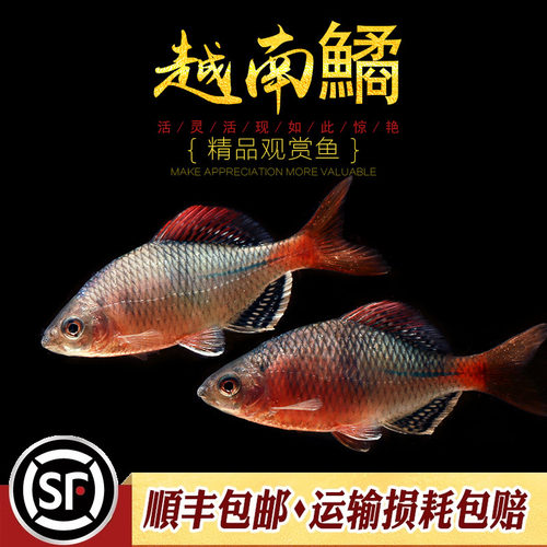 越南鳑鲏鱼中华yu彩石yu火山原生冷水观赏鱼旁皮水草缸不加温活体 - 图2