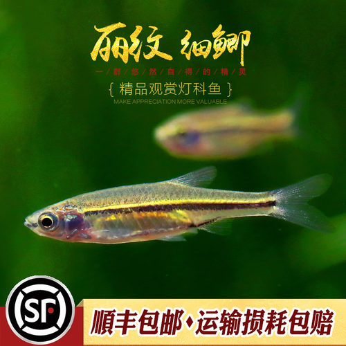 金线丽纹细鲫林氏细鲫鱼原生小型冷水鱼观赏灯鱼水草缸上层鱼活体 - 图2