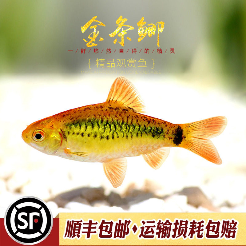 金条鲫鱼水草缸原生冷水淡水观赏鱼黄金灯鱼钻石彩虹鲫活体小型鱼,淘宝优惠券,粉丝福利购,淘宝优惠卷