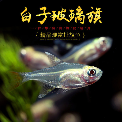 白子玻璃旗红肚玻璃灯鱼黄扯旗南美玻璃霓虹红光灯鱼草缸耐低温鱼 - 图3