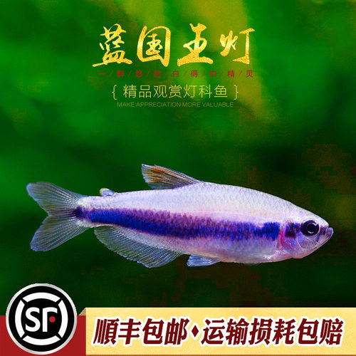 帝王灯鱼小型热带鱼黄金红尾黑帝王草缸淡水招财灯科鱼群游鱼活体 - 图1