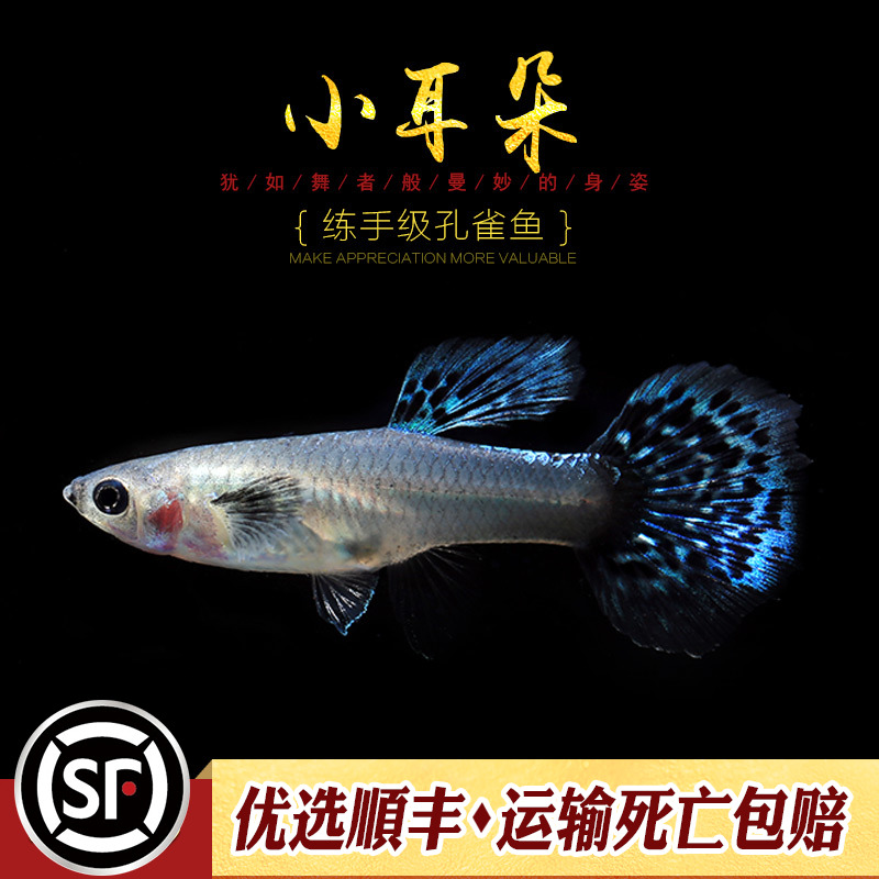 [水族乡]小耳朵孔雀鱼泰国大小耳朵入门级扇尾孔雀小型鱼活体鱼-图2