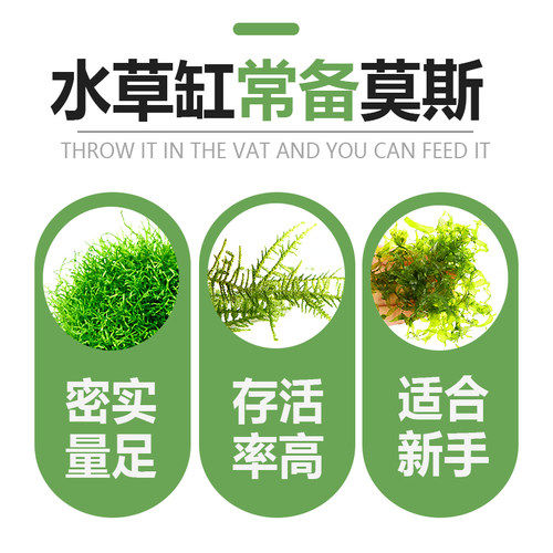 散装三角莫斯垂泪怪蕨阴性草懒人造景虾窝躲避屋水草绑线沉木定值 - 图1