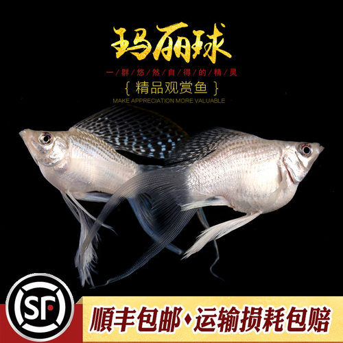 玛丽鱼热带观赏鱼淡水胎生鱼黑白金色奶牛斑点玛丽米奇月光鱼活体 - 图1