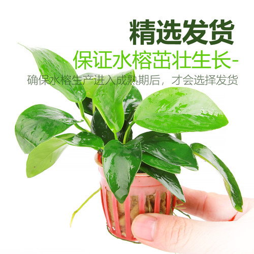水榕水草植物蓝精灵丹麦瓦利斯尖叶黄金迷你小榕草缸懒人造景水草 - 图2