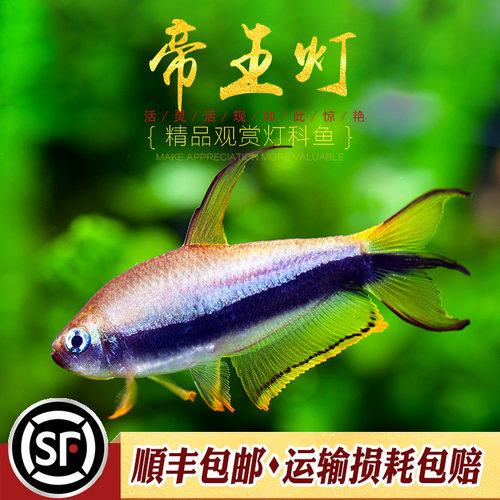 帝王灯鱼小型热带鱼黄金红尾黑帝王草缸淡水招财灯科鱼群游鱼活体 - 图2