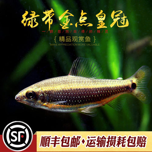 绿带金点皇冠灯鱼非洲进口高端稀有中型群游鱼经典吃黑毛丝藻活体 - 图1
