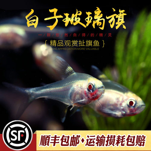 白子玻璃旗红肚玻璃灯鱼黄扯旗南美玻璃霓虹红光灯鱼草缸耐低温鱼 - 图0
