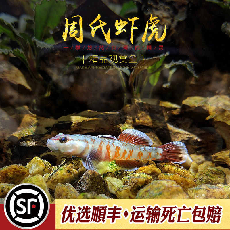 周氏虾虎鱼田爱吻蝦虎中国原生稀有品种新红吻类周氏SP溪吻溪流鱼_虎窝淘