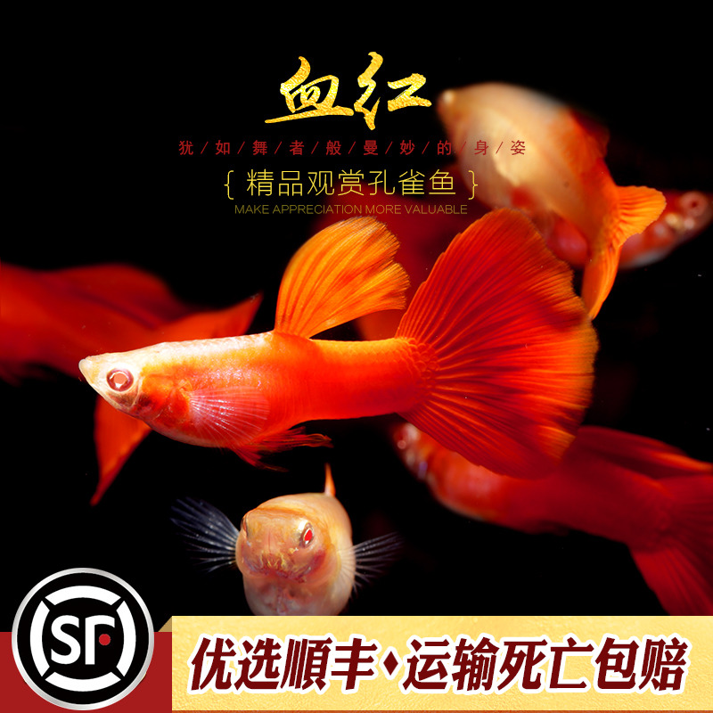 [水族乡]精品血红孔雀鱼大背纯正美国全红白子红眼大C缎带活体鱼-图2