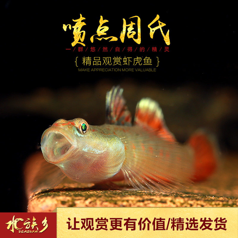 喷点周氏虾虎鱼淡水小型蝦虎类周氏SP溪流吻原生密点周冷水鱼活体_虎窝淘