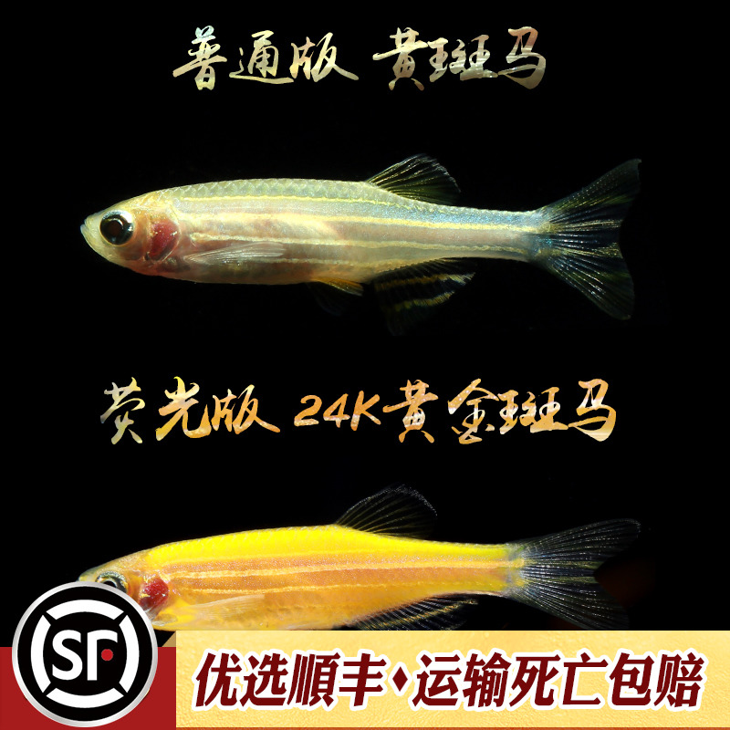 [水族乡]24K黄金斑马鱼荧光鳉鱼夜明珠萤光草缸冷水淡水小型群游-图0