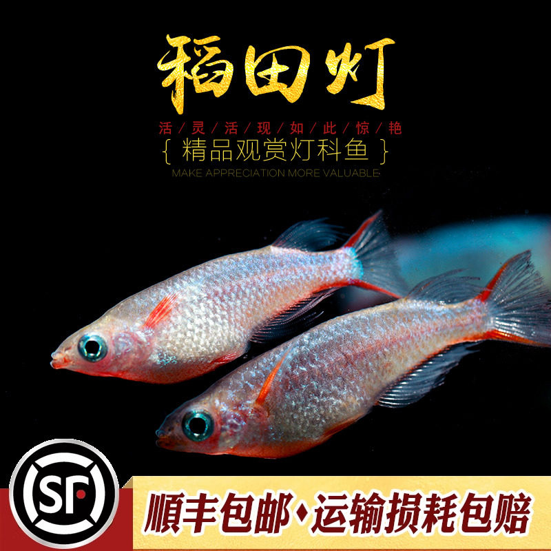 稻田灯鱼观背七彩霓虹稻田鱼小型热带鱼淡水观赏鱼梦幻鳉科鱼活体,淘宝优惠券,粉丝福利购,淘宝优惠卷