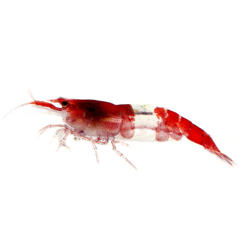 红琉璃虾水草鱼缸水族箱除藻宠物活体热带淡水观赏工具小型米虾 - 图3