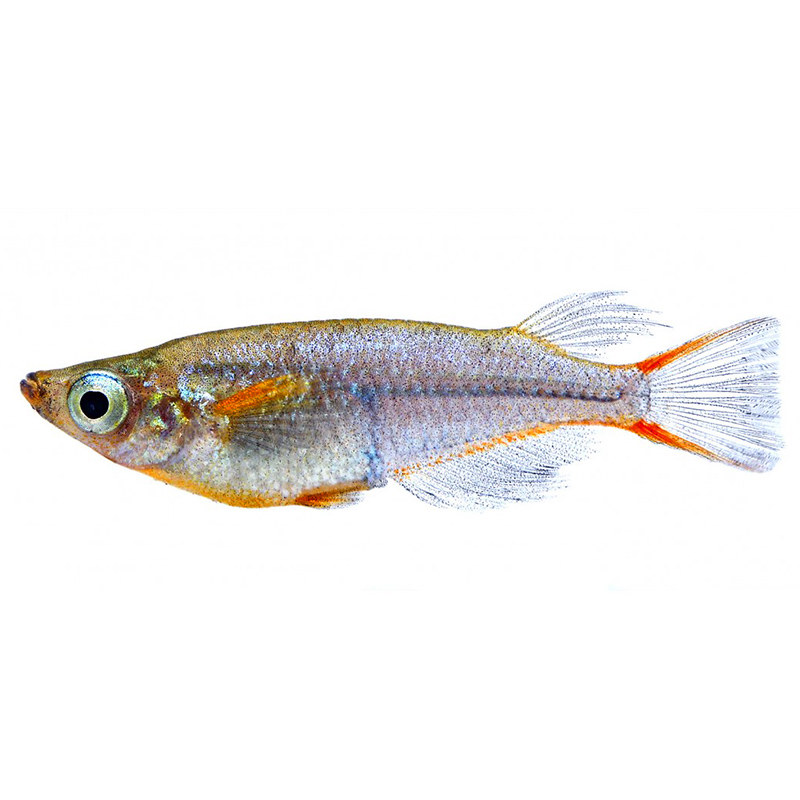 稻田灯鱼观背七彩霓虹稻田鱼小型热带鱼淡水观赏鱼梦幻鳉科鱼活体,淘宝优惠券,粉丝福利购,淘宝优惠卷