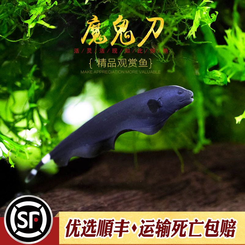 魔鬼刀热带观赏鱼黑魔鬼刀羽毛刀鱼线么刀电鳗黑羽毛刀招财鱼活体_虎窝淘
