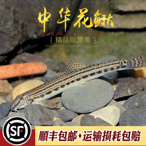 中华花鳅小型冷水泥鳅淡水观赏鱼翻砂神奇招财风水鱼花斑泥鳅活体 - 图2