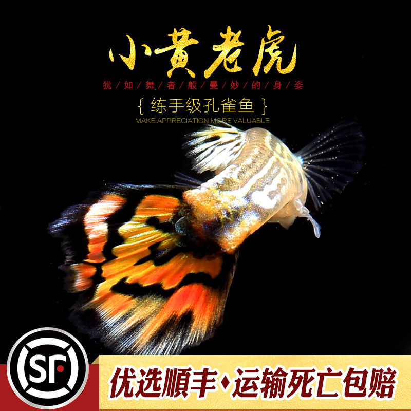 [水族乡]小黄老虎练手入门级孔雀鱼草缸小型胎生鱼金黄老虎活体-图2