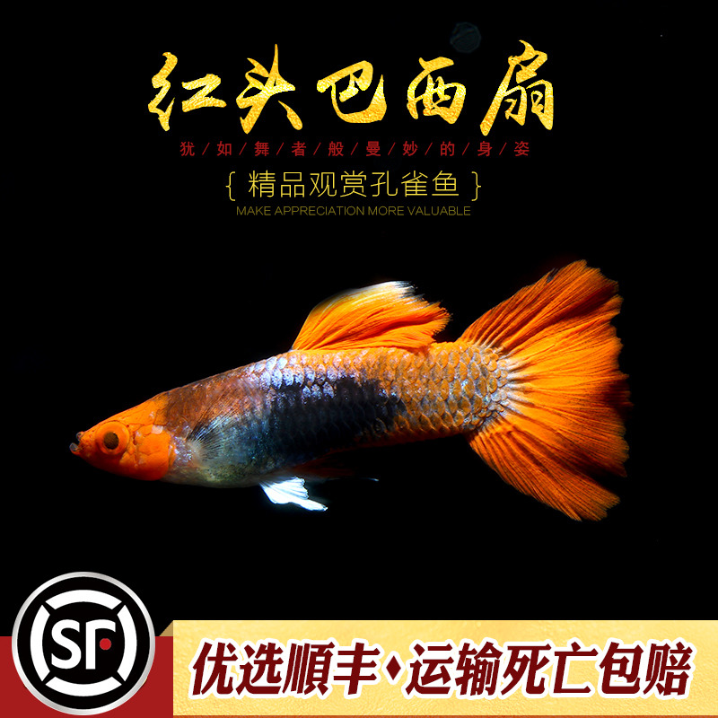 [水族乡]红头巴西红扇热带观赏宠物鱼巴西扇小型鱼缸活体凤尾鱼-图0