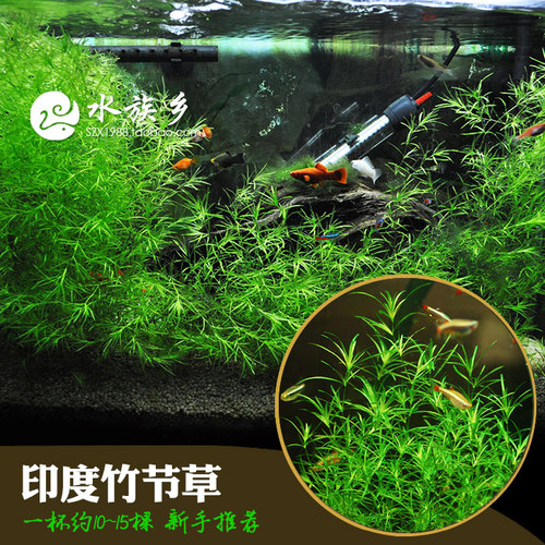 印度小竹节草中后景懒人新手造景虾缸躲避真金鱼藻阴性水草缸活体 - 图0