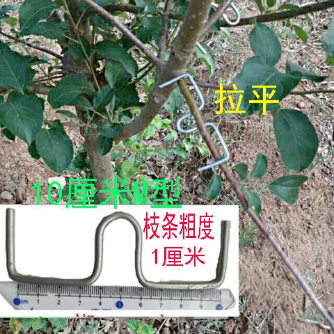 别枝器压枝定型开角拉枝拨园农用园艺工具包邮果树柑橘石榴定型-图3