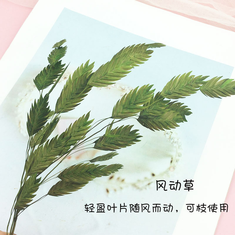 花掌柜diy风动草小清新情人节干花束小盼草保鲜永生花家居装饰钻